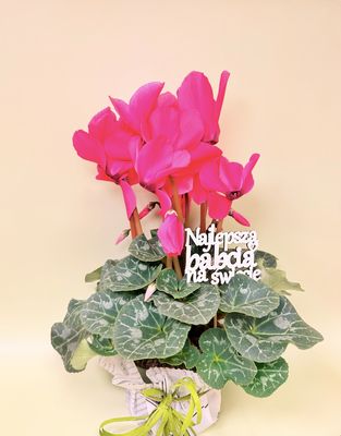 Cyklamen Perski (Fiołek Alpejski)