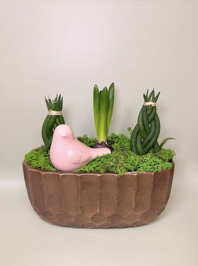 Hiacynt w Starym Złocie