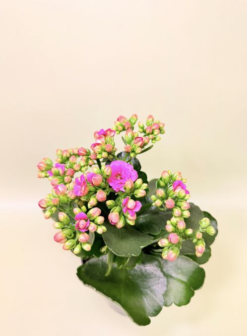 Żyworódka (Kalanchoe)