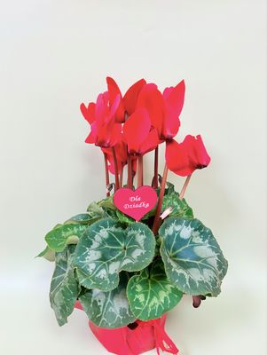 Cyklamen Perski (Fiołek Alpejski)