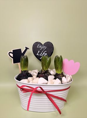 Hiacynty w Białej Osłonce