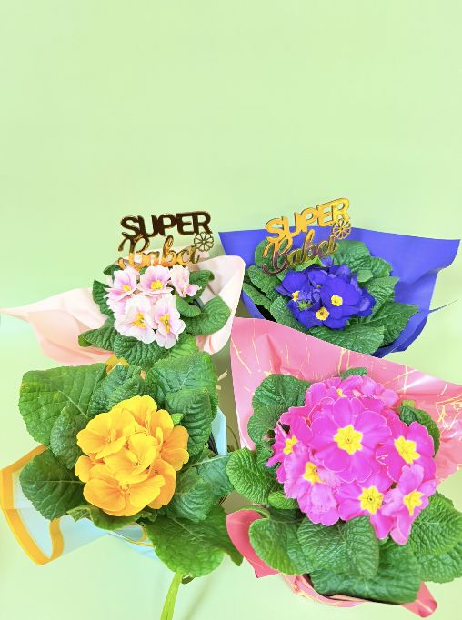 Pierwiosnek Bezłodygowy (Primula vulgaris)