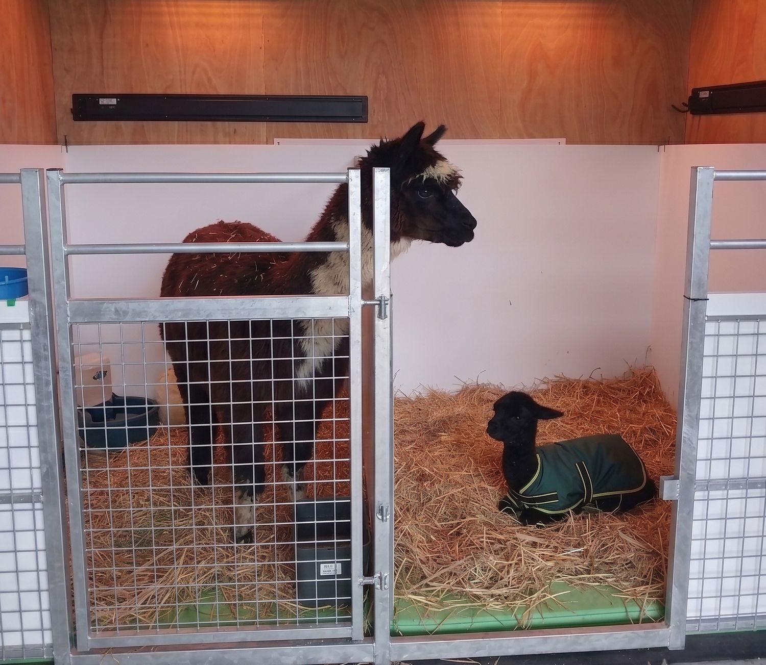 Tasman Lifestyle Vet Hospital