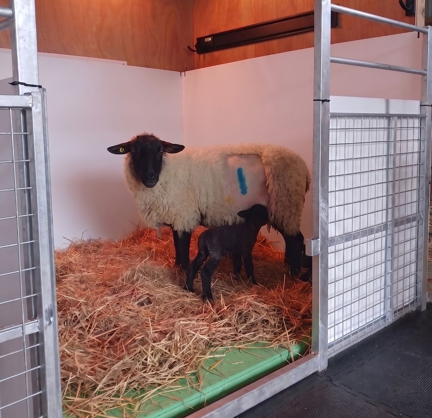 Why choose Tasman Lifestyle Vet Hospital
