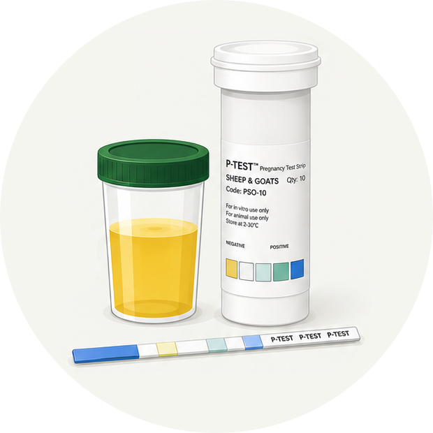 Four illustrated steps showing how to prepare and use a P-TEST pregnancy test strip