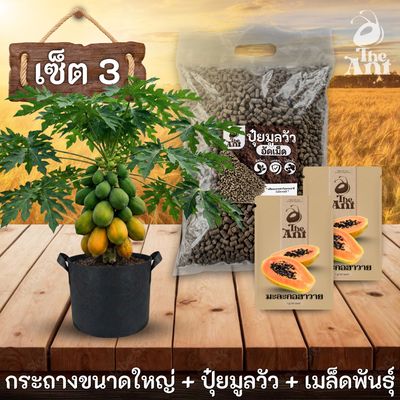 ชุดกระถาง ปุ๋ย และเมล็ดพันธุ์ ประเภทมะละกอ