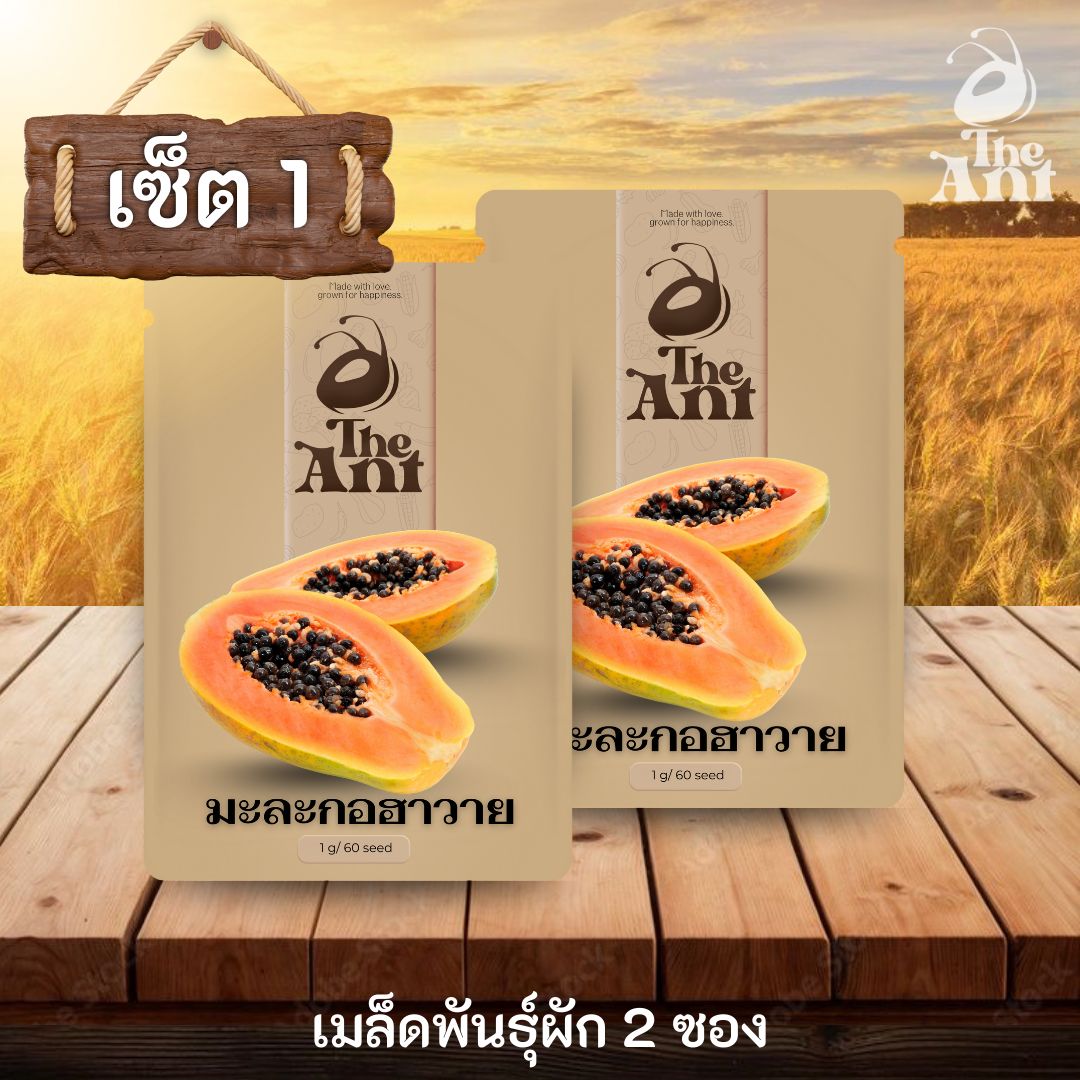 ( ซื้อ 1 แถม 1 ) เมล็ดพันธุ์มะละกอฮาวาย