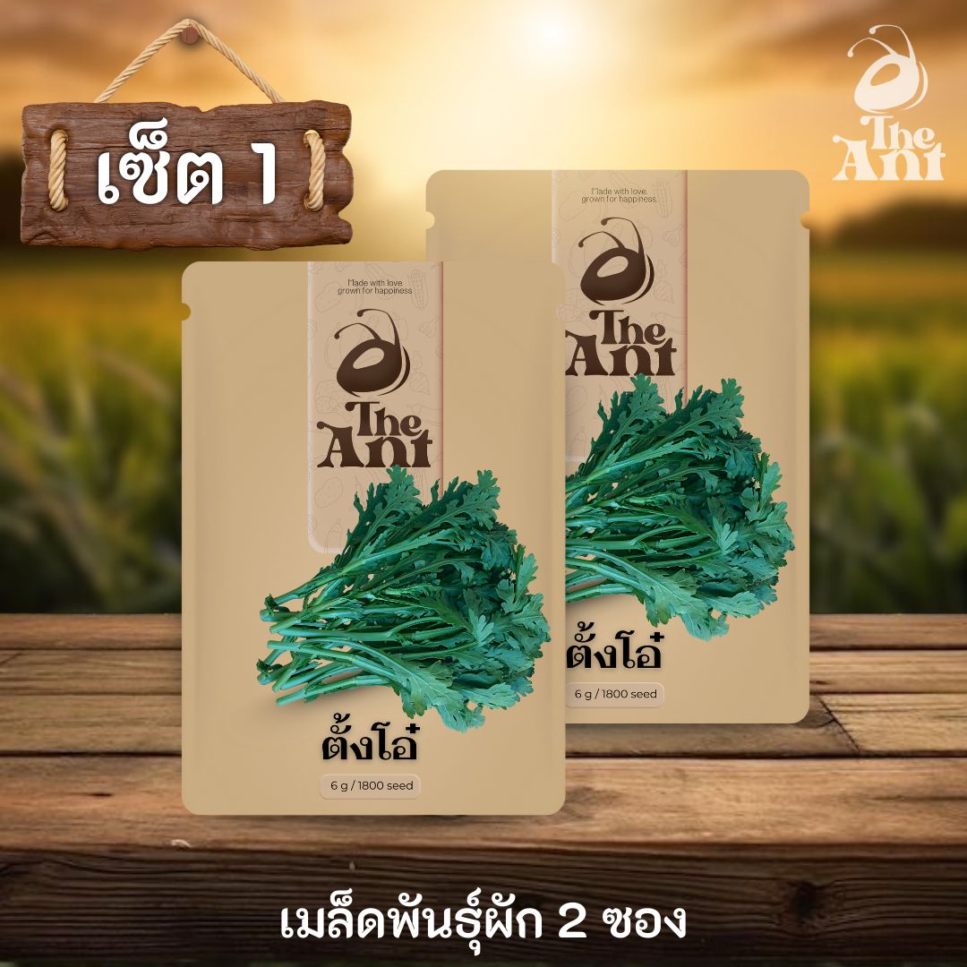 ( ซื้อ 1 แถม 1 ) เมล็ดพันธุ์ตั้งโอ๋