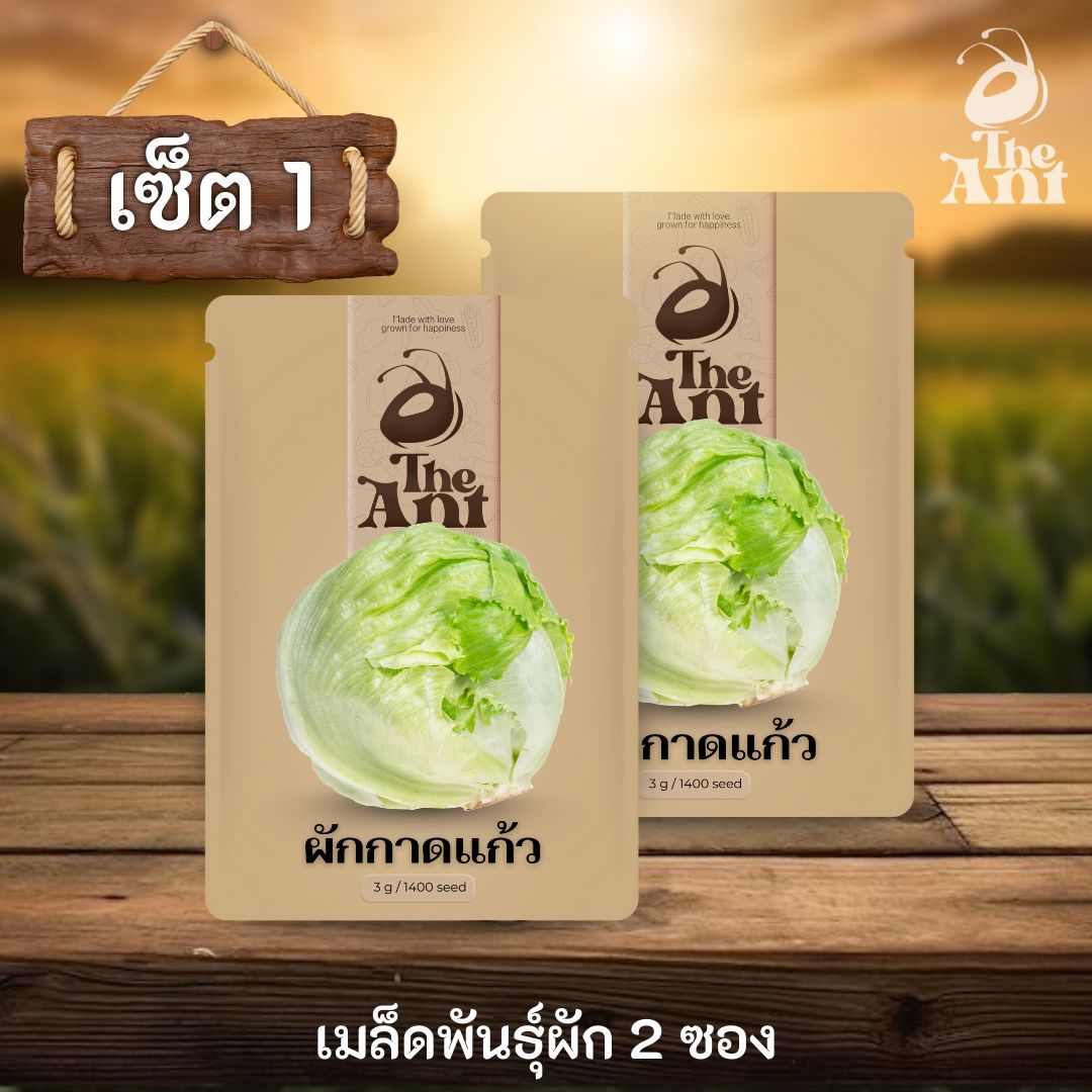 ( ซื้อ 1 แถม 1 ) เมล็ดพันธุ์ผักกาดแก้ว