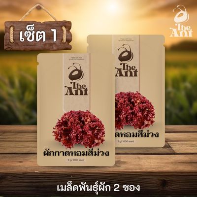 ( ซื้อ 1 แถม 1 ) เมล็ดพันธุ์ผักกาดหอมสีม่วง