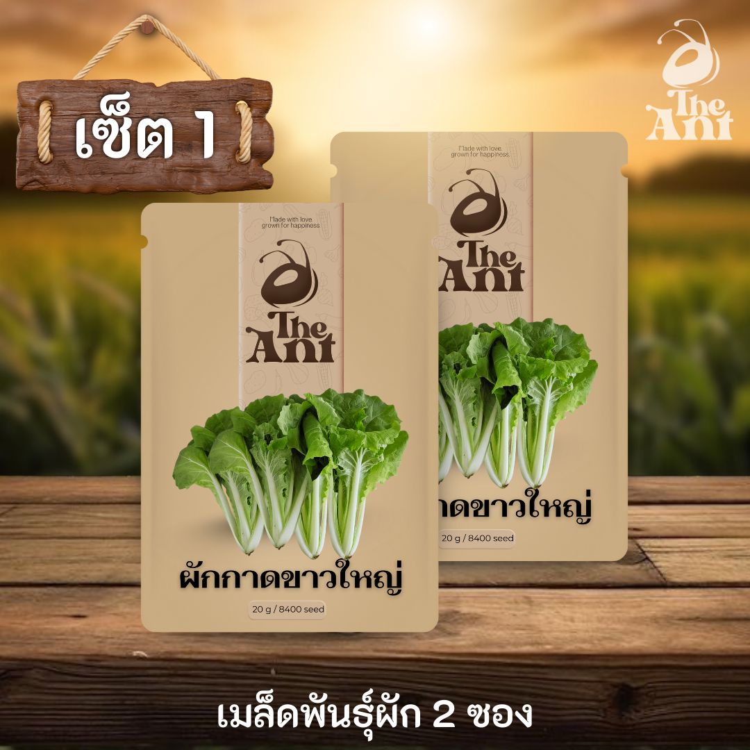 ( ซื้อ 1 แถม 1 ) เมล็ดพันธุ์ผักกาดขาวใหญ่