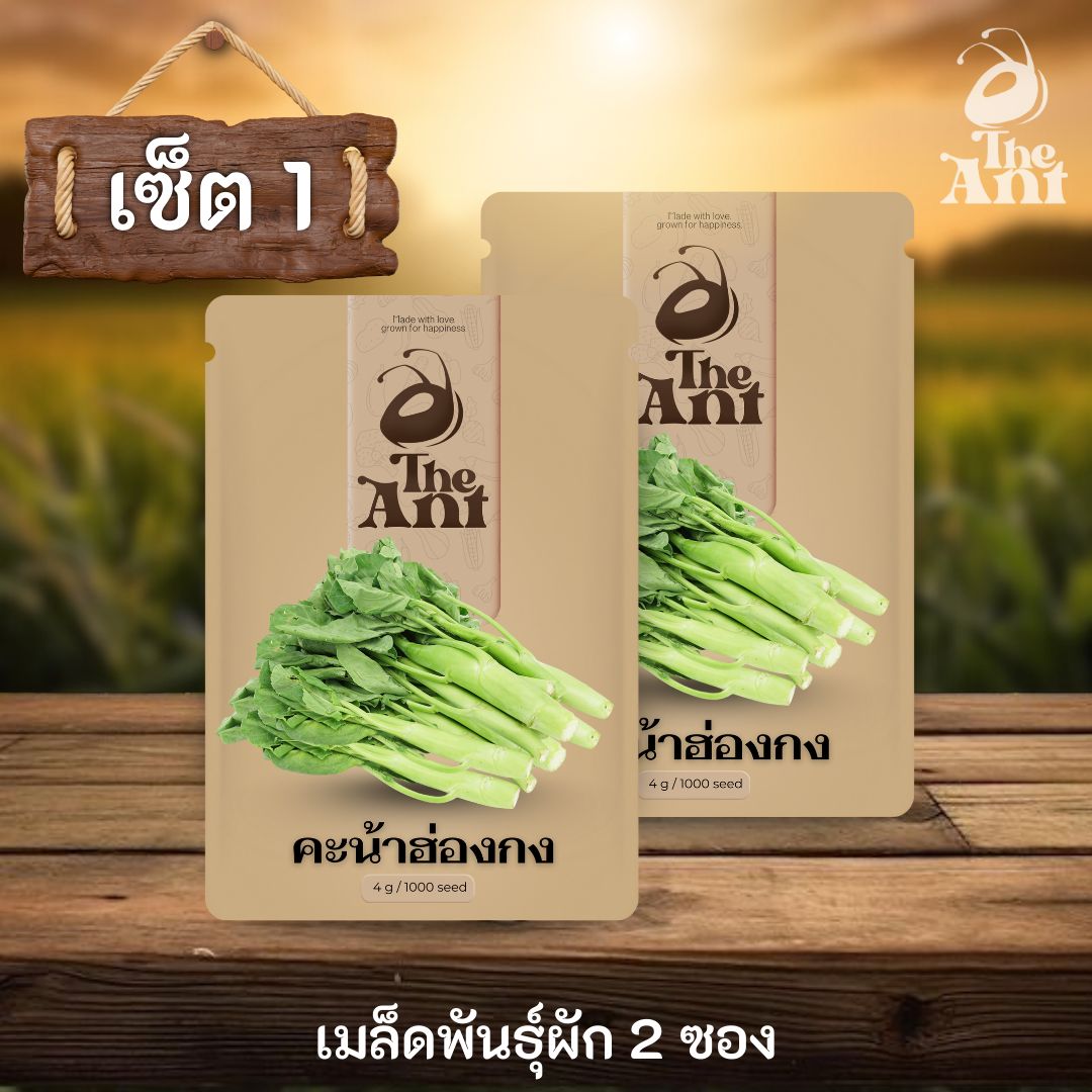( ซื้อ 1 แถม 1 ) เมล็ดพันธุ์คะน้าฮ่องกง