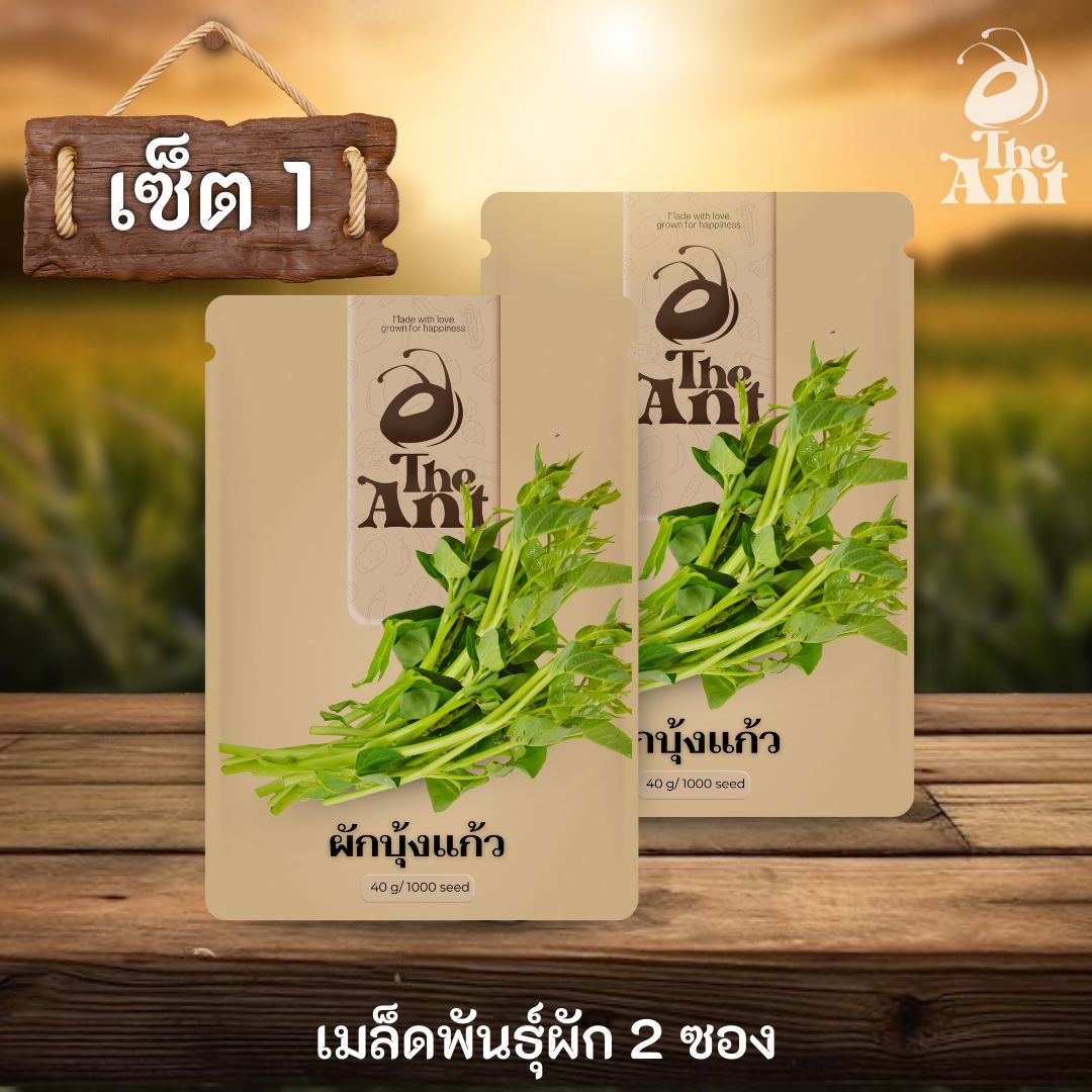 ( ซื้อ 1 แถม 1 ) เมล็ดพันธุ์ผักบุ้งแก้ว