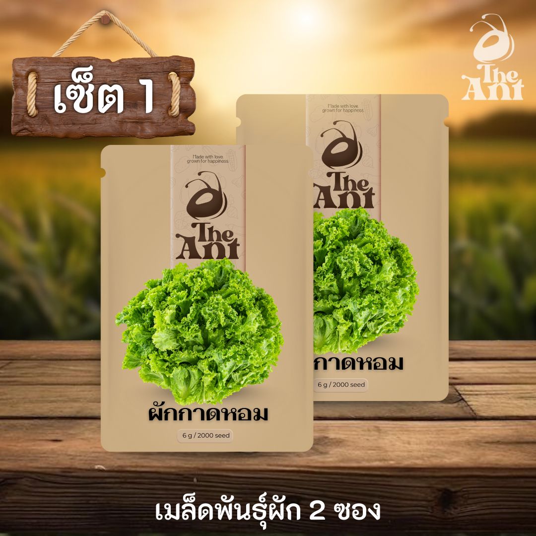 ( ซื้อ 1 แถม 1 ) เมล็ดพันธุ์ผักกาดหอม