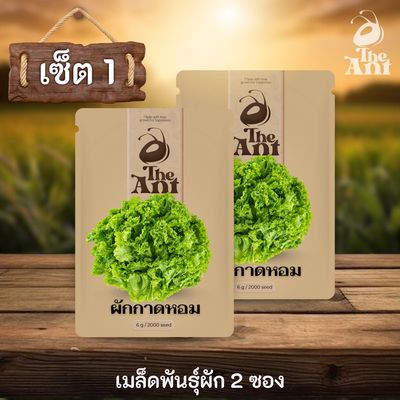 ( ซื้อ 1 แถม 1 ) เมล็ดพันธุ์ผักกาดหอม