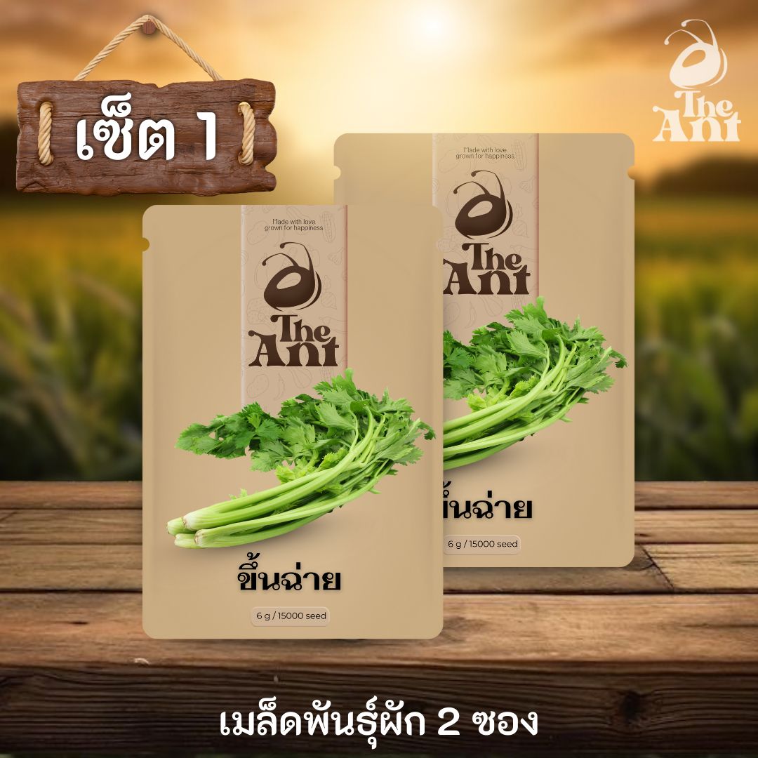 ( ซื้อ 1 แถม 1 ) เมล็ดพันธุ์คื่นฉ่าย
