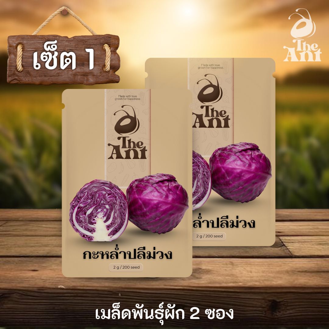 ( ซื้อ 1 แถม 1 ) เมล็ดพันธุ์กะหล่ำปลีม่วง