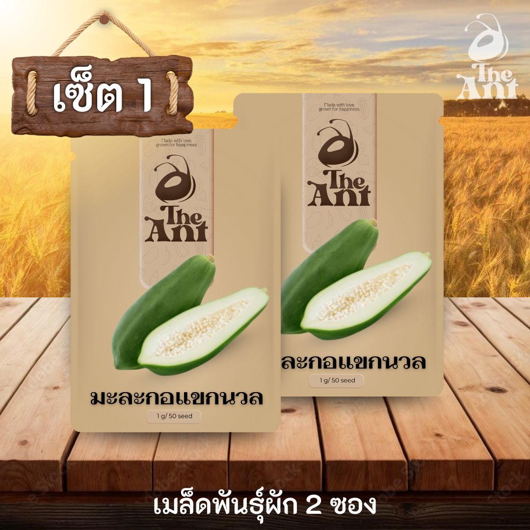( ซื้อ 1 แถม 1 ) เมล็ดพันธุ์มะละกอแขกนวล