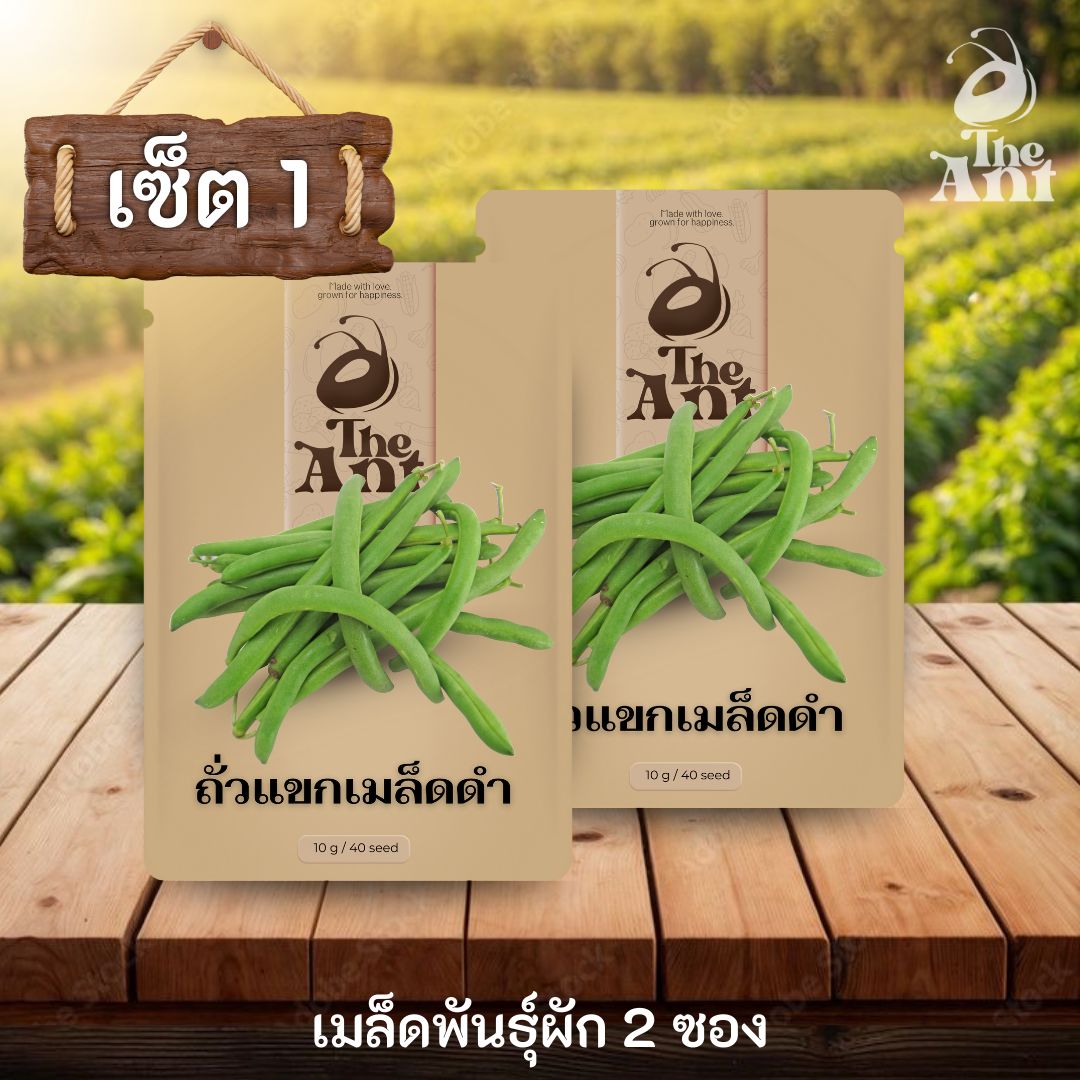 ( ซื้อ 1 แถม 1 ) เมล็ดพันธุ์ถั่วแขกเมล็ดดำ