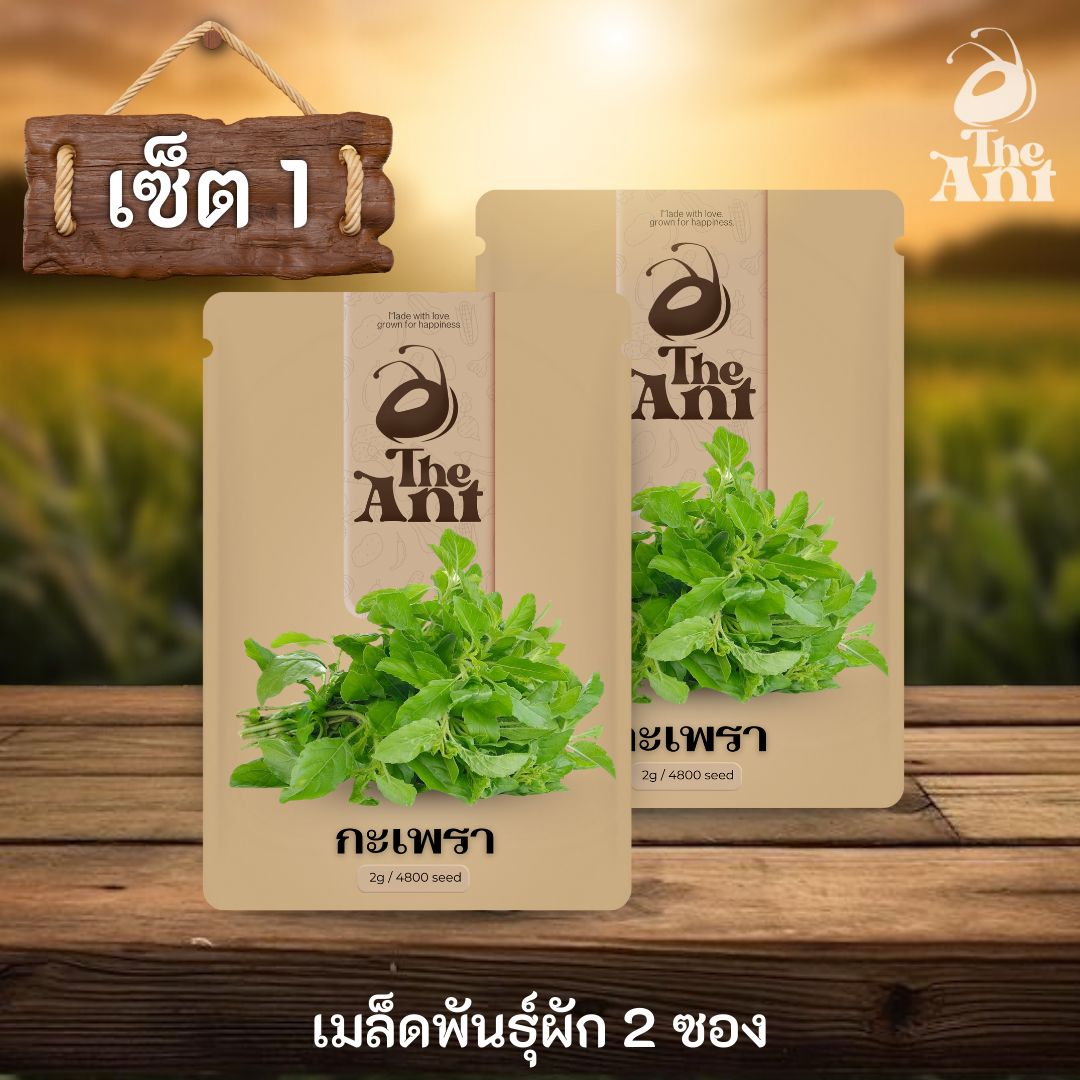 ( ซื้อ 1 แถม 1 ) เมล็ดพันธุ์กะเพรา