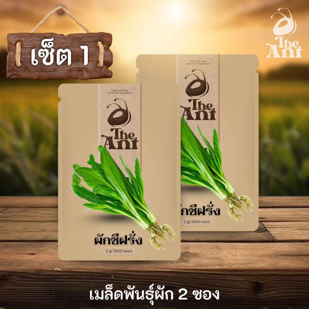 ( ซื้อ 1 แถม 1 ) เมล็ดพันธุ์ผักชีฝรั่ง