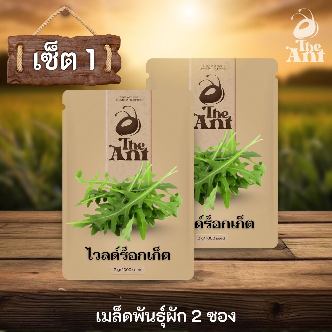 ( ซื้อ 1 แถม 1 ) เมล็ดพันธุ์ไวลด์ร็อกเก็ต