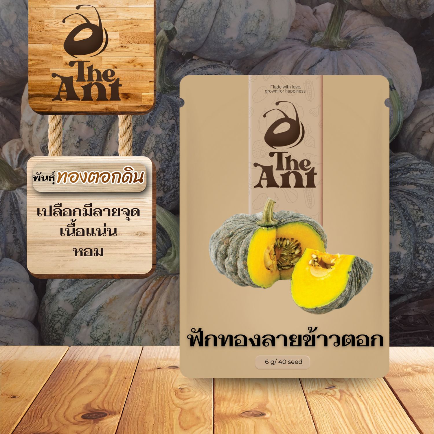 เมล็ดพันธุ์ฟักทองลายข้าวตอก ทองตอกดิน