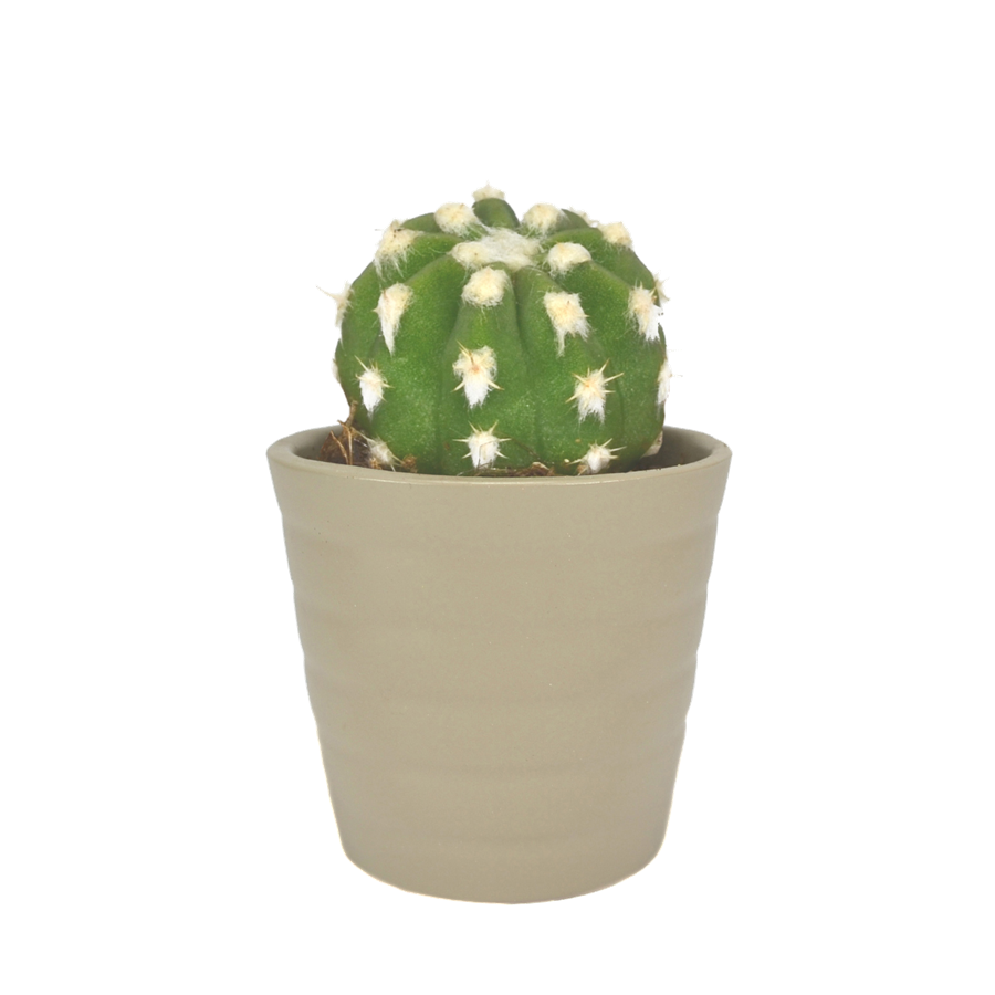 Bulbous