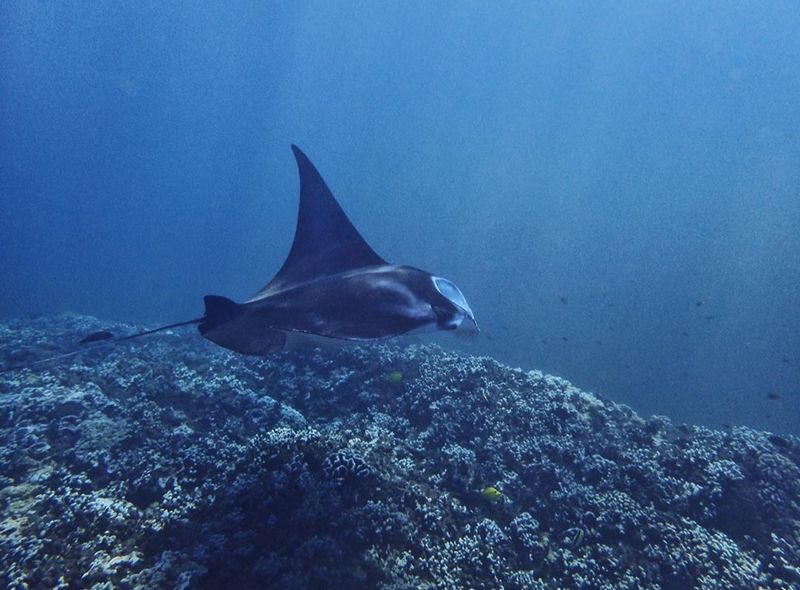 Sharks and Rays Collection