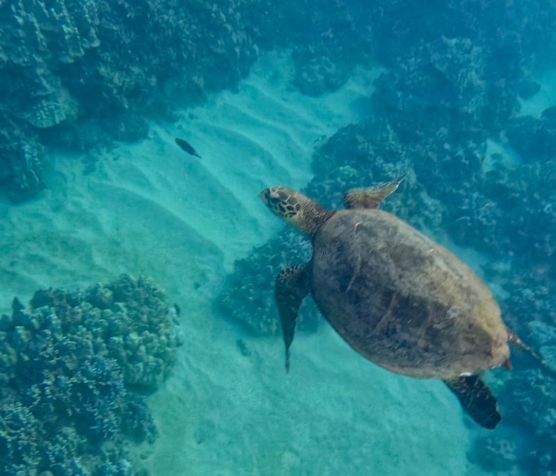 Sea Turtle Collection