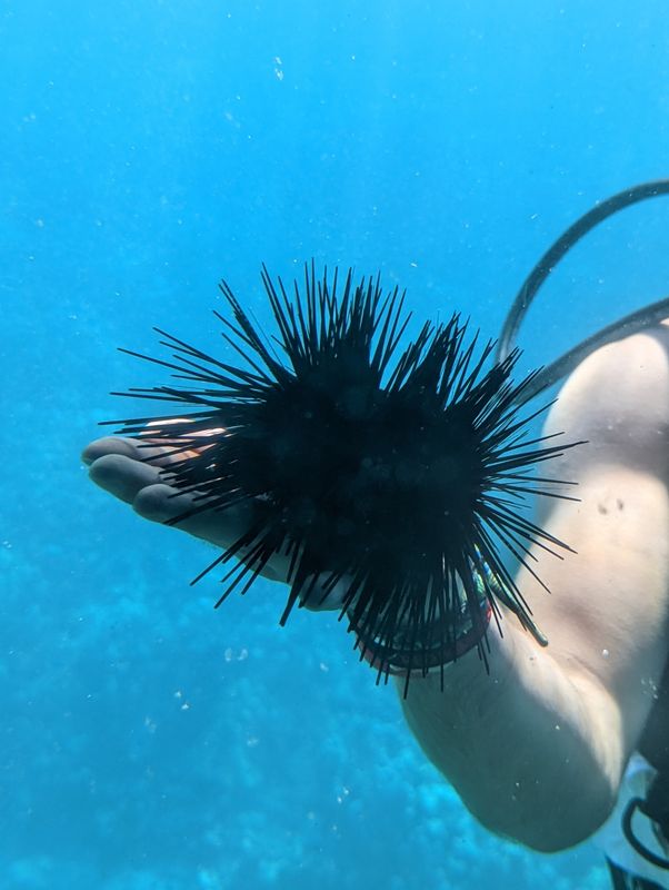 Sea Urchin Collection