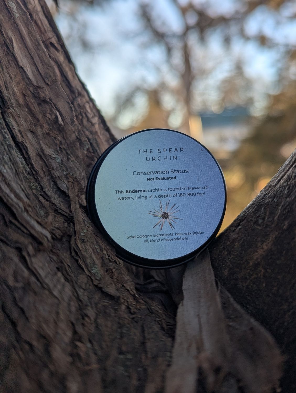 The Spear Urchin Cologne