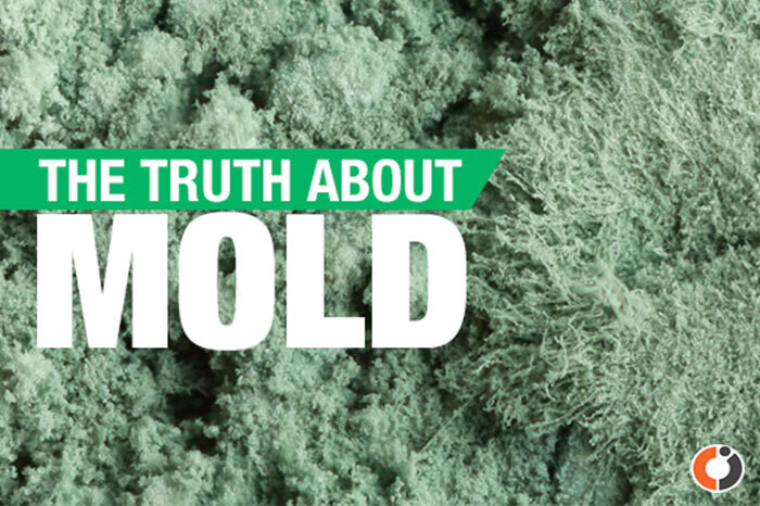 Mold Testing