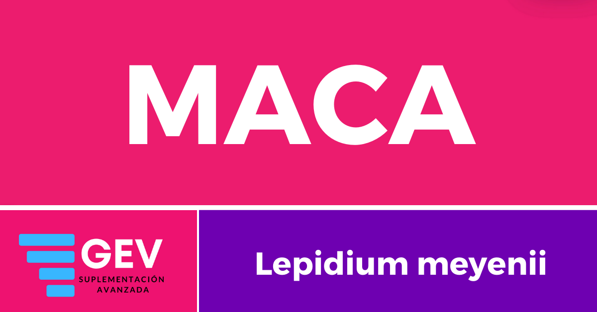 MACA