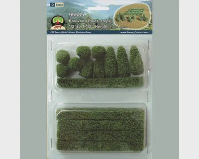 95585 - Boxwood Plant: 15/pk - O Scale