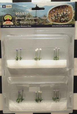 95597 - Allium Gigateum