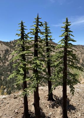 295 T44 - 1-XL Large Handcrafted Realistic Redwood Tree