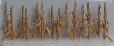 95589 jtt - Dried Corn Stalks 28 Pack