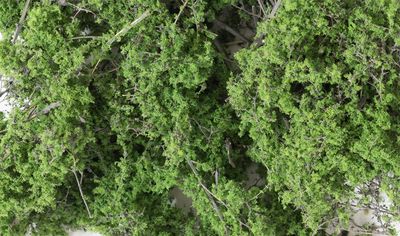 1131 - Fine-Leaf Foliage™ Medium Green