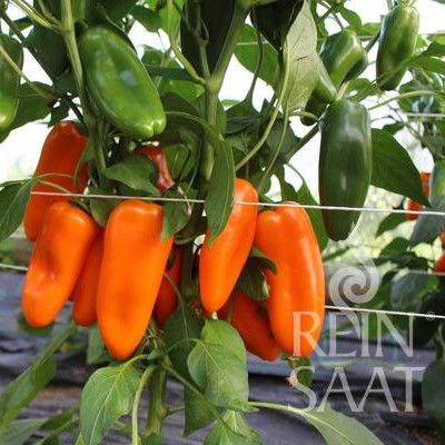 Snackpaprika Amorino (ehem. Hamik) BIO