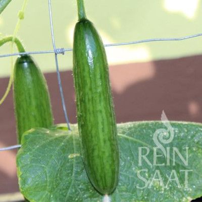 Snackgurke La Diva BIO