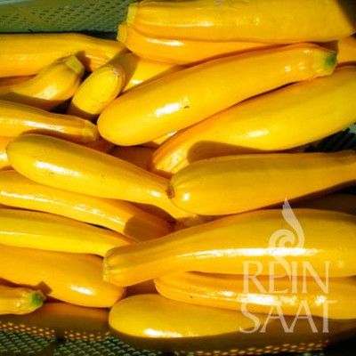 Zucchini Gold Rush BIO