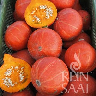 Kürbis Hokkaido Red Kuri BIO