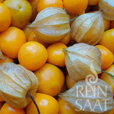 Physalis Schönbrunner Gold BIO