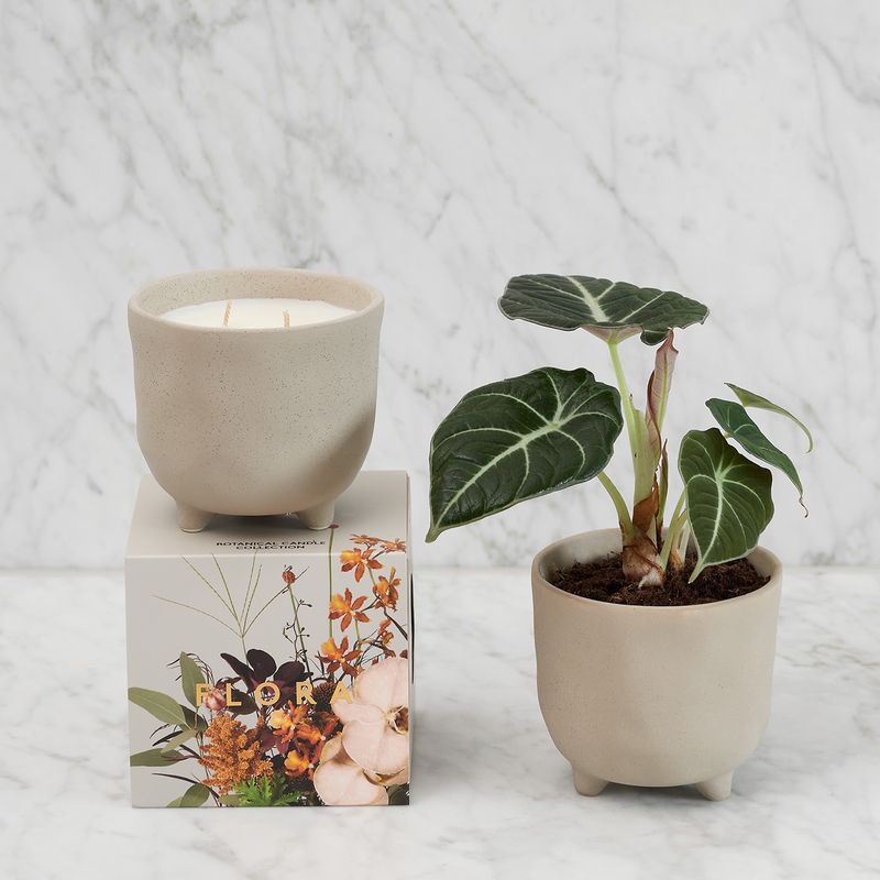 Myrtle &amp; Moss Botanical Candle
