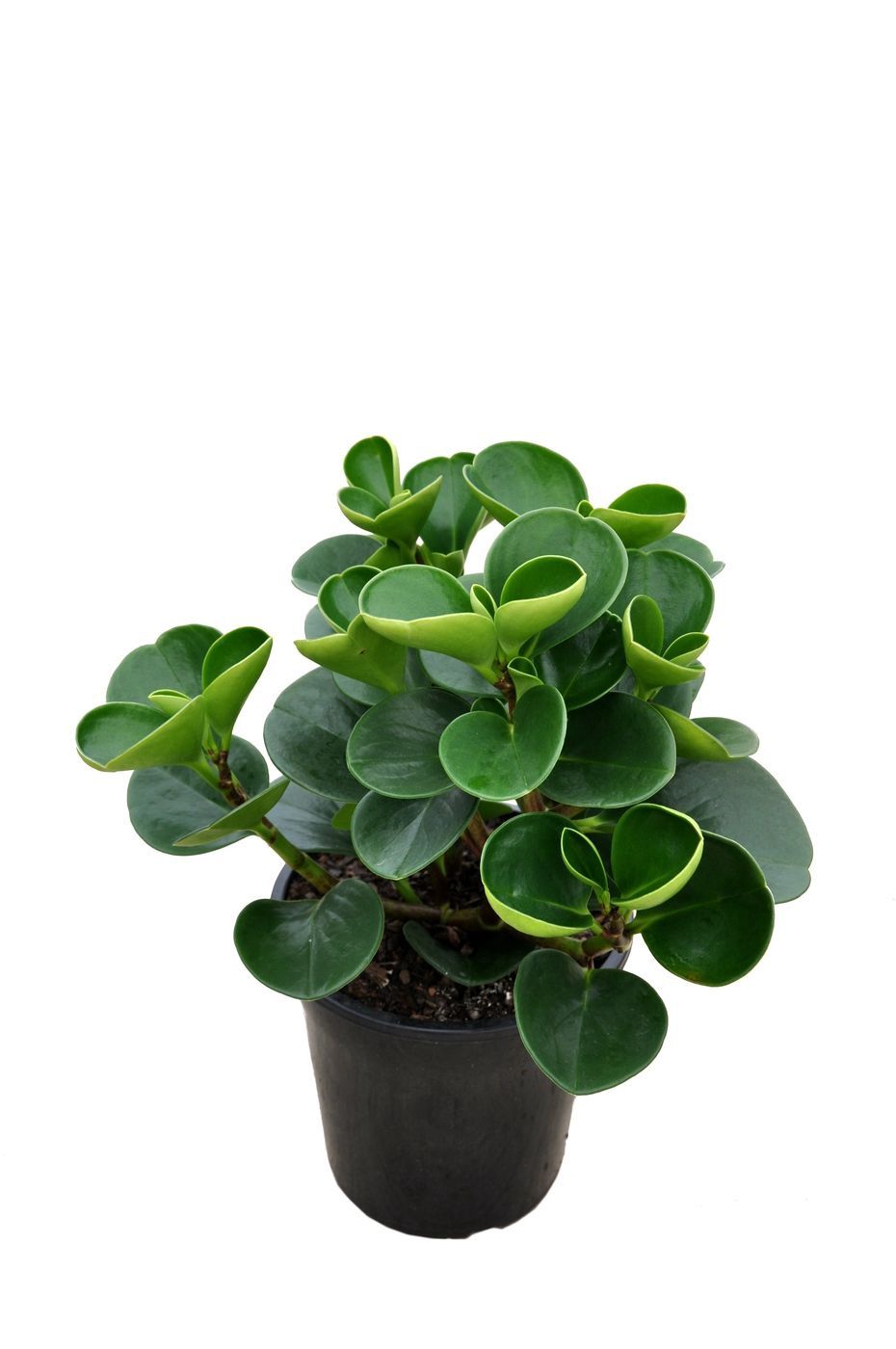 Peperomia