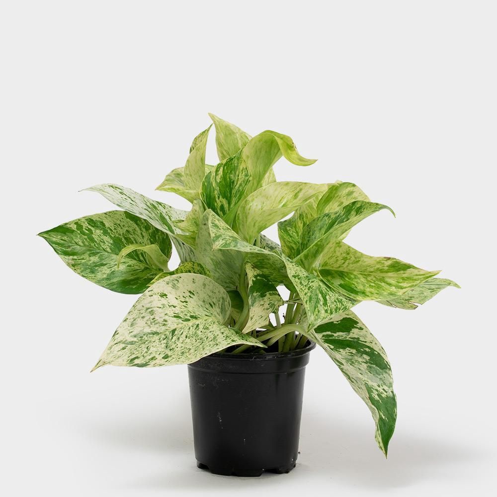 Marble Queen Pathos