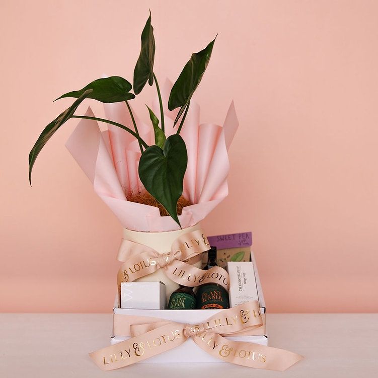 Plant Lovers' Essentials Hamper