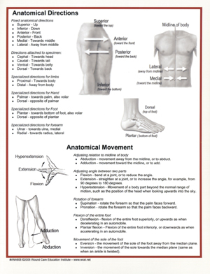 Anatomical Directions Quick Reference Guide