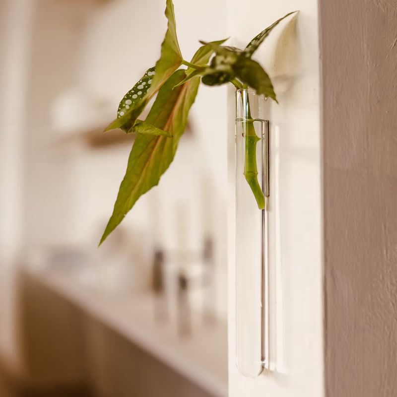 Muurbloempjes 1-pack